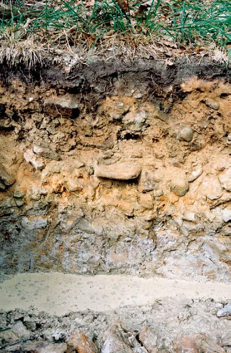 Sandsteinschutt (Pleistozän) über Sandstein (Unterdevon)