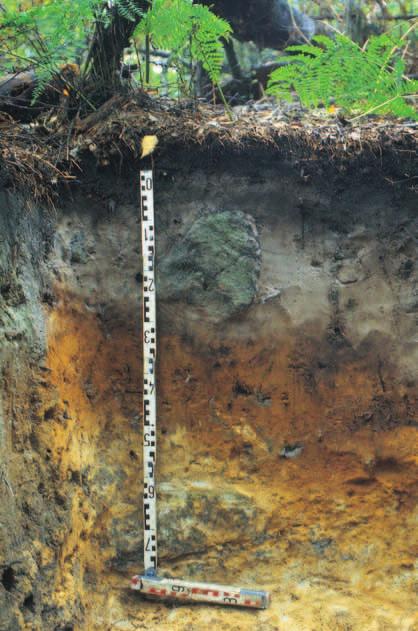 Humus-Eisen-Podsol aus grusführendem Verwitterungssand über (anstehendem) Sandstein Podsolierung (Sauerbleichung) Der Boden dieses Standortes hat sich an Ort und Stelle aus Verwitterungsprodukten des