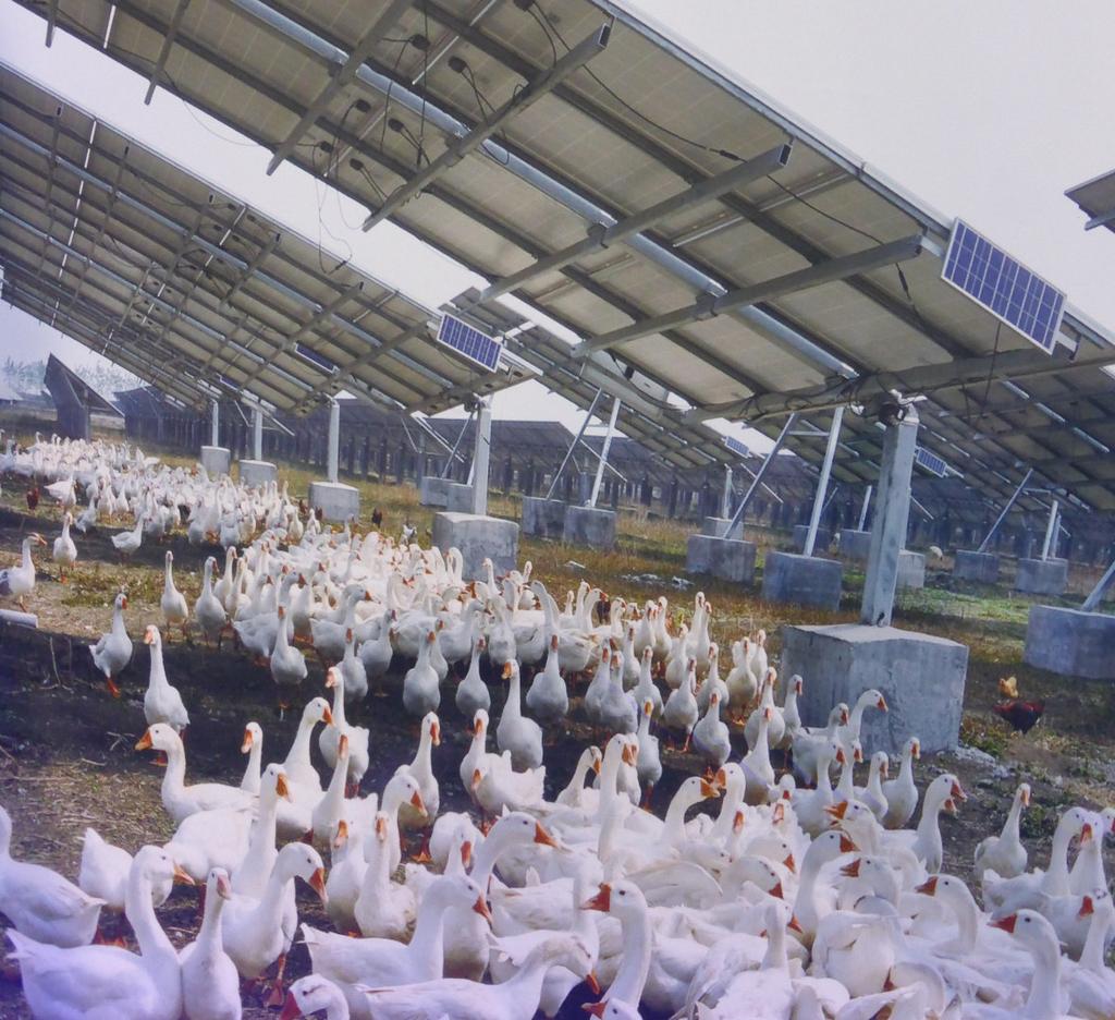 Artgerechte Geflügelzucht unter PV Anlagen Doppelnutzen vom Acker: Solarstrom und Biofleisch Keine tierquälende Massentierställe,