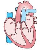 2 Herzkatheteruntersuchungen Herzkatheteruntersuchungen sind eine etablierte Methode in der Kardiologie und Kinderkardiologie.