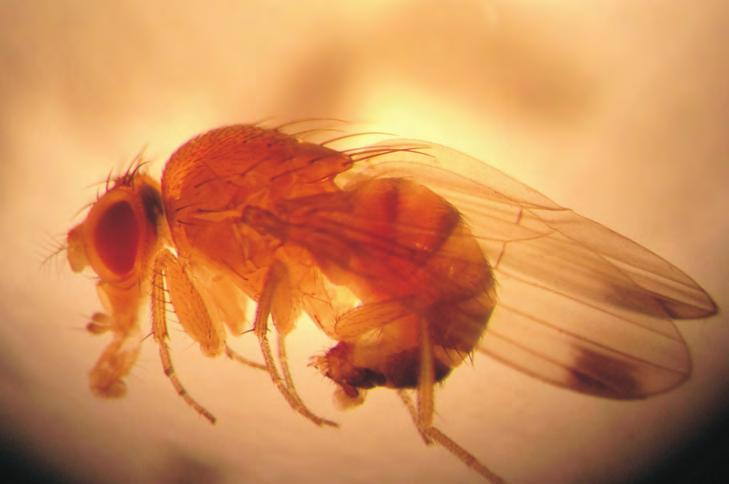Die aus dem asiatischen Raum eingewanderte Kirschessigfliege Drosophila suzukii stellt eine starke Bedrohung für den gesamten Obst- und Weinanbau dar.