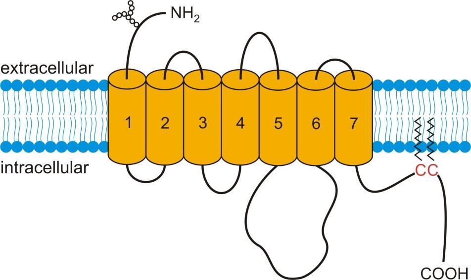Rezeptordesensitisierung DmOctαR1B WT DmOctαR1B