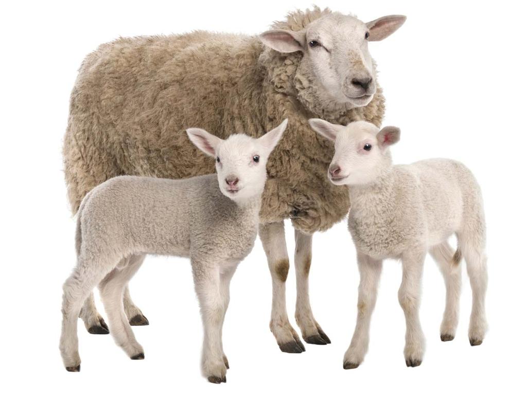 Schafe Tiergesundheitsprodukte Hochentwickelte R e