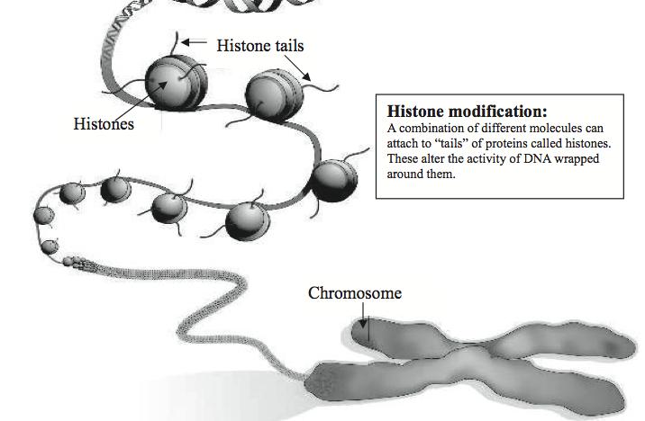 Voraussetzungen: Mechanismus 2: Histon-Veränderungen