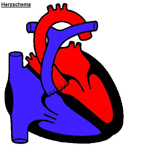Anatomie Muskuläres Hohlorgan Scheidewand trennt Herz in linke und rechte Hälfte Klappen unterteilen Herzhälften in Vor- und Hauptkammer Große Körpergefäße münden in