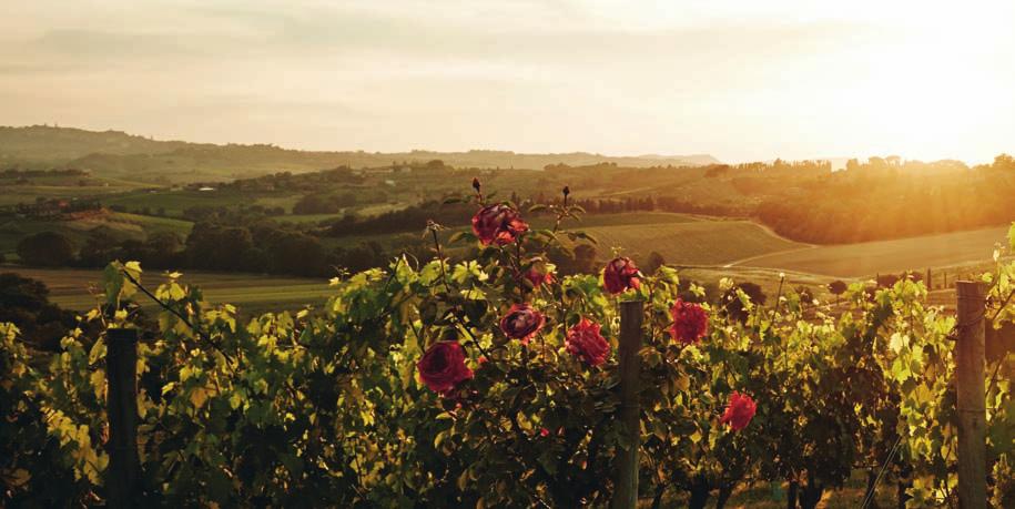 Tenuta Vallocaia Unser Weingut Vino Nobile aus dem Herzen der Toskana Eine Liebe, die seit mehr als 30 Jahren andauert: das Bindella-Weingut «Tenuta Vallocaia».