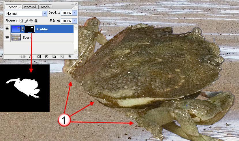 Dadurch erscheint die darunter liegende Strandebene und der Sand scheint die Krabbe zu verdecken.