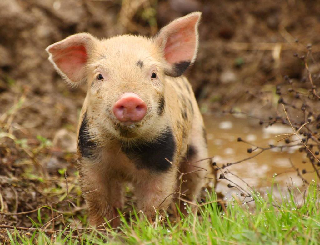 Sie werden zur Pilzsuche eingesetzt und helfen bei der Suche nach Landminen und Sprengstoff! Viele Hausschweine haben kein Fell. Sie haben orsten, durch die die rosa Haut hindurchscheint.