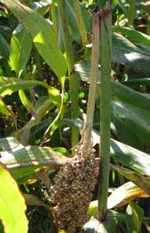 Ein Zuflug des Maiszünslers (Ostrinia nubilalis) aus befallenen Maisschlägen oder von anderen Wirtspflanzen mit nachfolgender Eiablage auf den Sorghumblättern ist beobachtet