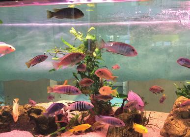 Wir zeigen, wie ein kleines Aquarium eingerichtet wird, welche Fische gut passen und was zu tun ist, damit sie sich wohl fühlen.