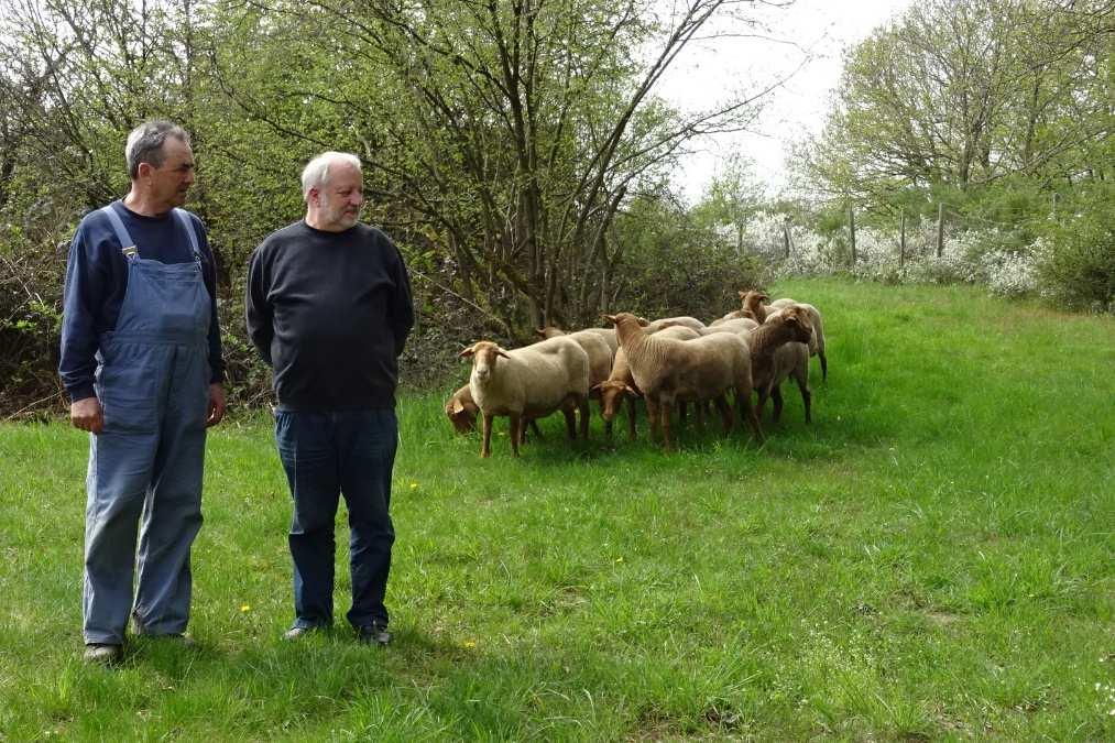 Lehr, 2012) Für eine biotopgerechte Pflege sorgt auf dem Schellberg seit 2001 eine kleine Herde von