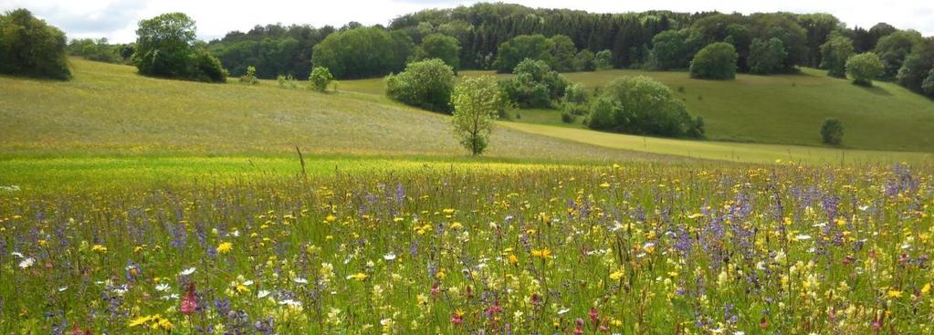 Promoting the grassland diversity of habitats &