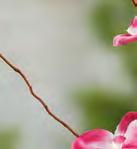 pinkfarbenen Orchideen