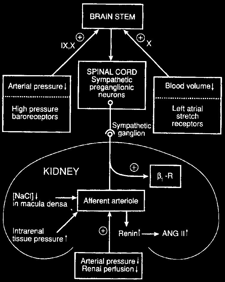 Kontrolle der Reninsekretion Angiotensin II