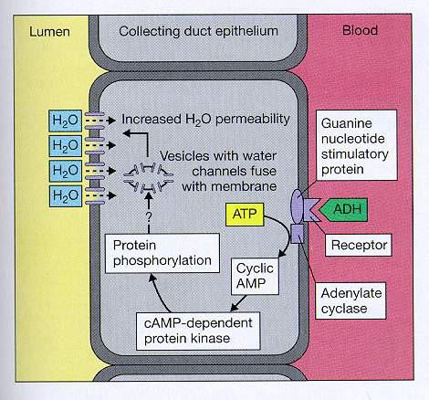 Die Wasserresorption geschieht über Wasserkanäle (Aquaporin 2), die unter dem Einfluss von antidiuretischem Hormon in die luminale Zellmembran eingebaut werden.