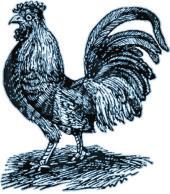 4 AN-ge-DACHT Der Hahn Wozu ist ein Hahn eigentlich gut - mal abgesehen davon, dass man ihn natürlich auch sehr gut zum Hähnchen veredeln kann?