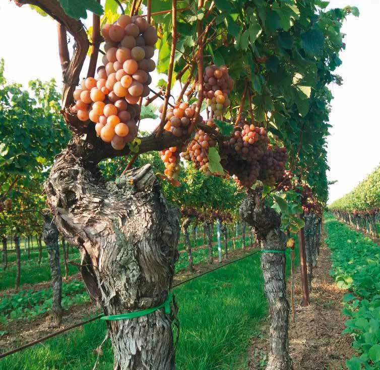 ARNOLD b3 In unseren Terroirweinen vereinen sich Kraft und Ausdruck eines Jahrgangs mit der Unverwechselbarkeit des Bodens. Nur handverlesene Trauben werden für diese Weinlinie verwendet.