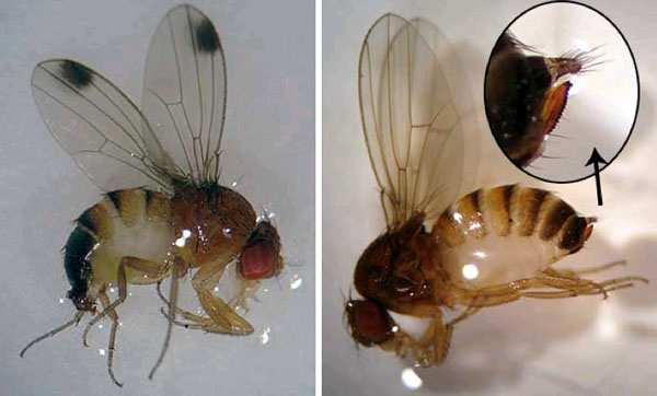 Die Kirschessigfliege (Drosophila suzukii) Neuer Schädling an reifenden Früchten von sämtlichen Weichobstarten Abbildung 1: Drosophila suzukii (links Männchen; rechts Weibchen) Bild: Sheila