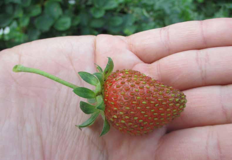 großfruchtig 200 Samen Fragaria vesca "Regina" Wald-Erdbeere