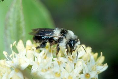 Andrena fulva