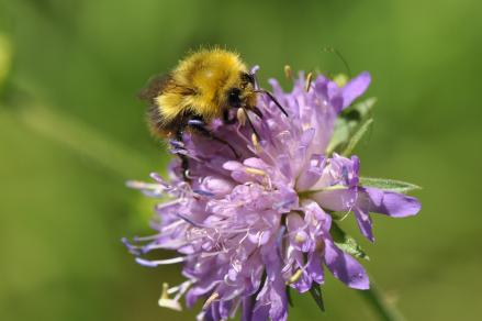 097.NEF Bombus