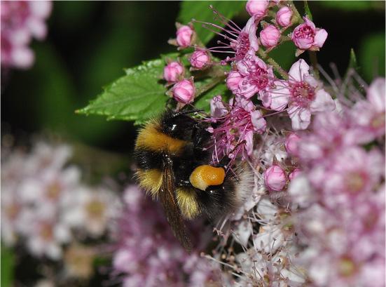 Bombus jonellus cf.