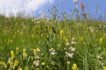 Was brauchen Bienen?