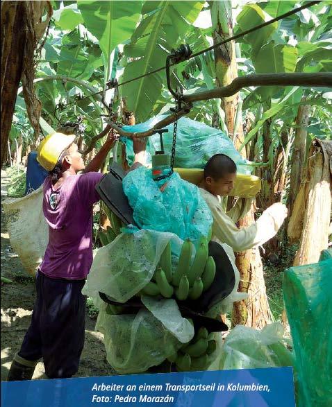 Bananen Ernte Transport der Bananenstauden mit Seilen