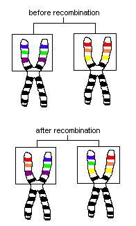 Rekombination Frage: Vererben sich bestimmte Ereignisse häufig zusammen? Haben Menschen mit blaue Augen oftmals blonde Haare?