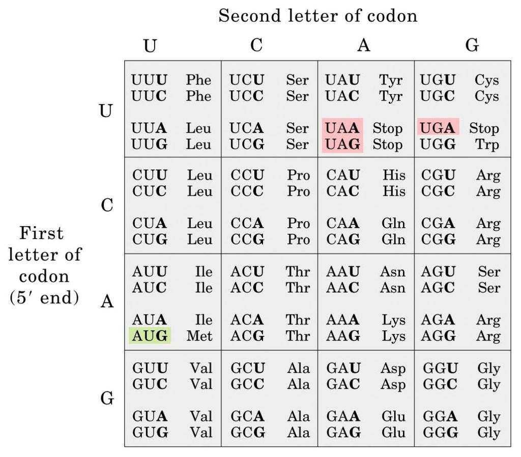 Der genetische Code Der genetische Code ist ein Triplett Code: 1 Aminosäure ist durch 3 Basen im Codon determiniert. 4 3 ergibt 64 mögliche Tripletts für 20 AS.