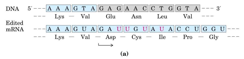Leserahmenwechsel während der Translation und RNA Editing Leserahmenwechsel im Rous Sarcoma Virus: erlaubt die Ablesung des pol Genes (Reverse Transkriptase). Macht ca 5% der Proteine aus.