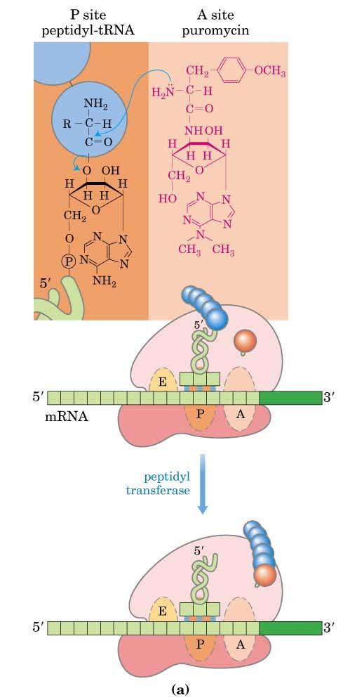 Antibiotika und Toxine der Translation Puromycin: Gleicht dem 3`Ende der Tyr-tRNA und bindet an A-Site. Bindet ohne Elongationsfaktoren.