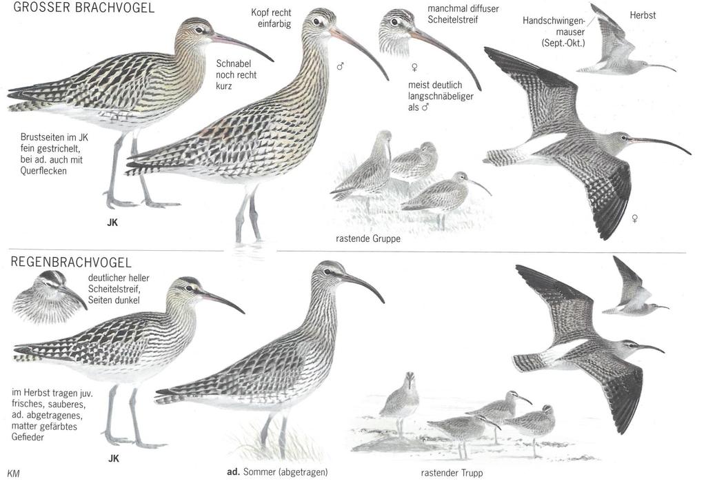 Wiesenbrüterarten: Großer Brachvogel Unterscheidung Männchen, Weibchen, Regenbrachvogel