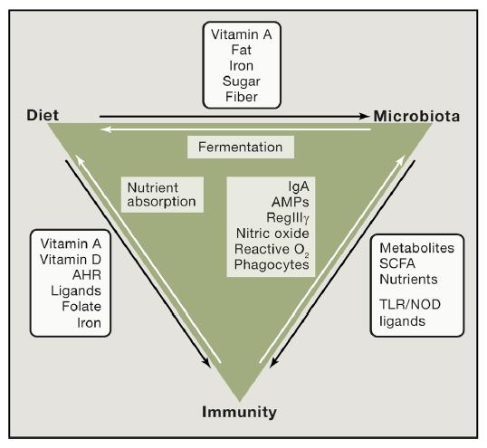 Diät, Immunsystem und Microbiota