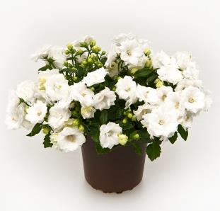 T11; weiß gefüllte Blüte