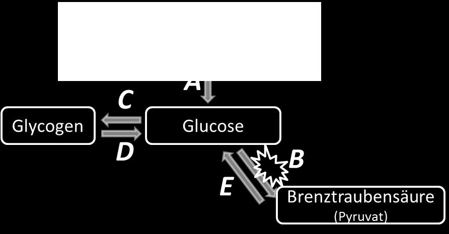 Gespeichert wird Glucose im Körper als Glycogen: (hauptsächlich in Leber und Muskel) C) Glycogensynthese : Glucose Glycogen Bei Bedarf wird Glucose aus Glycogen freigesetzt: D) Glycogenabbau :