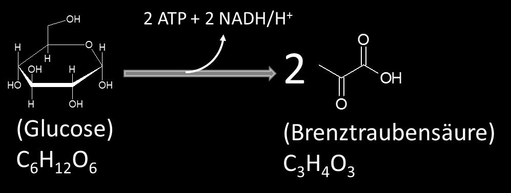 Das entspricht in Summe 8 ATP (1 NADH/H + entspricht 3 ATP) Das Anion der