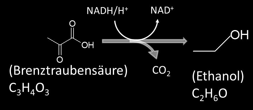 c) Hefepilze können unter anaeroben Bedingungen (ohne Sauerstoff) Ethanol aus Brenztraubensäure erzeugen. Dabei wird NADH/H + verbraucht und CO 2 erzeugt. 4.