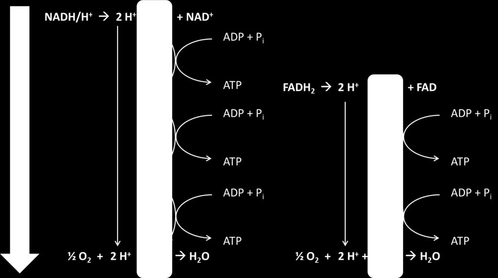 Der Sauerstoff wird benötigt um aus den Reduktionsäquivalenten NADH/H + und FADH 2 aus ADP und einem