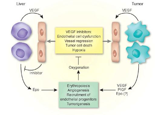 Potentieller Wirkmechanismus Reduktion des SOS durch Blockade von VEGF indizierter MMP-9 Expression