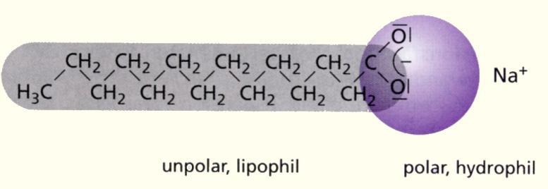 biobasiert (Beispiel Tensid) Tenside bestehen aus einem hydrophilen (wasserfreundlichen) und einem lipophilen (fettfreundlichen) Teil Der lipophile Teil kann auf