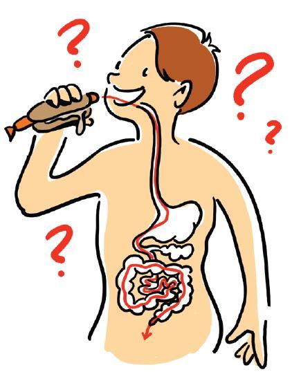 Der Weg des Essens Kannst du den Weg der Essensaufnahme beschreiben? Karte Nr. 2 Antworten: Mund Speiseröhre Magen Darm Dünndarm Dickdarm Beschreibe den Weg des Essens durch deinen Körper.
