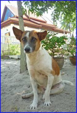 Erster vergifteter Hund in Tempelanlage Leider haben wir auch traurige Nachrichten: Einer unserer langjährigen Tempelhunde Mr. Blue Eye- wurde vergiftet.