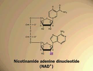 Was macht NAD +?