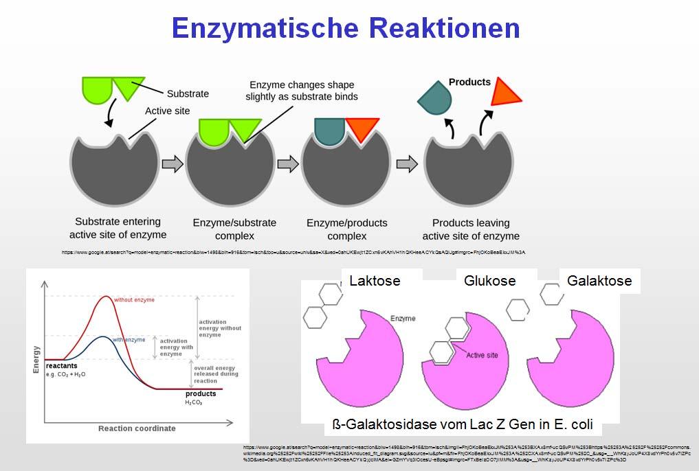 Praktikum 2: Kinetische Untersuchung der Lactatdehydrogenase 1) Bestimmung der