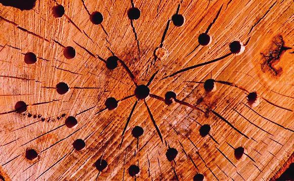 zen. Schilfrohr Bambus Holzanschnitt mit Löchern Stroh Brombeerstengel Holzrinde