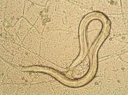 Biologische Kontrolle I Ziel: Auswandern der infektiösen Wurm-larven auf Weidegras verhindern Massnahme: Verfüttern von Sporen des nematophagen