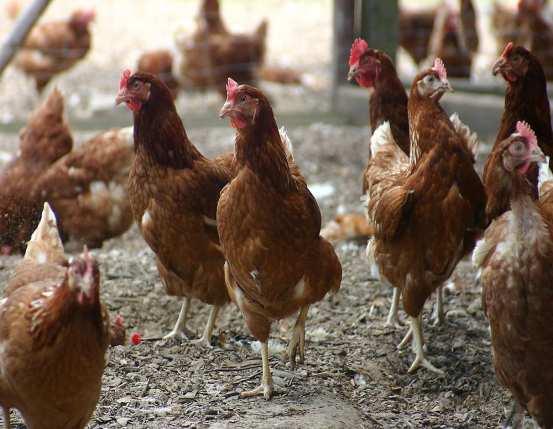 Eierproduzent die Hühner z. B.
