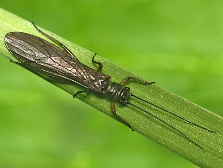 Ord. Steinfliegen (Plecoptera) Hemimetabole Insekten mit
