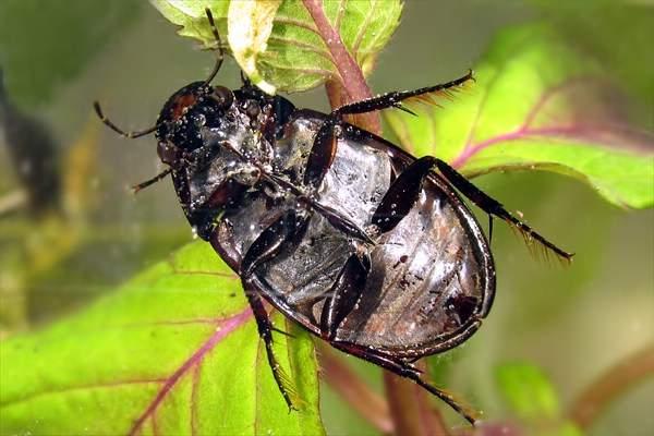 Ord. Käfer (Coleoptera)